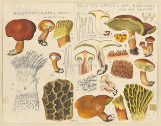 Hans Walty - Boletinus cavipes Kalch Boletus cavipes Opat Boletinus cavipes Kalchbr.webp