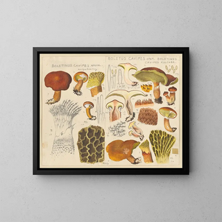 Hans Walty - Boletinus cavipes Kalch Boletus cavipes Opat Boletinus cavipes Kalchbr.webp
