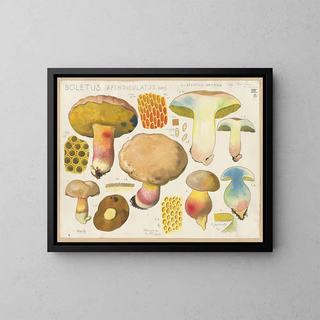 Hans Walty - Boletus apendiculatus Schff suspectus Krombh.webp