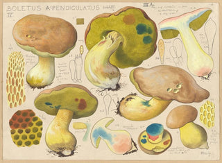 Boletus appendiculatus - Hans Baldung — näkymä teoksesta