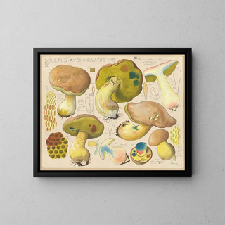 Boletus appendiculatus - Hans Baldung — kehystetty taideteos seinällä