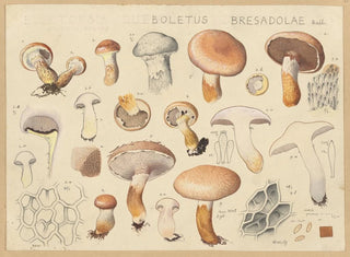 Boletus bresadolae - Hans Baldung — näkymä teoksesta