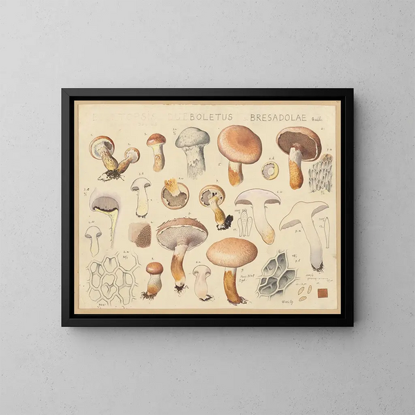Boletus bresadolae - Hans Baldung — kehystetty taideteos seinällä
