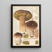 Boletus bulbosus - Hans Baldung — kehystetty taideteos seinällä
