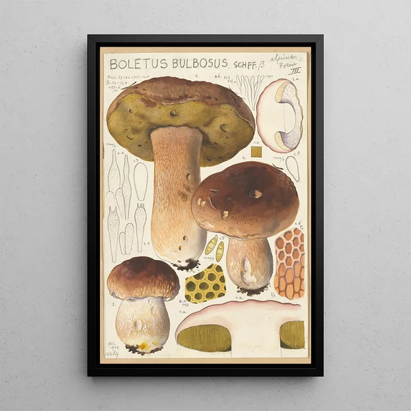 Boletus bulbosus - Hans Baldung — kehystetty taideteos seinällä