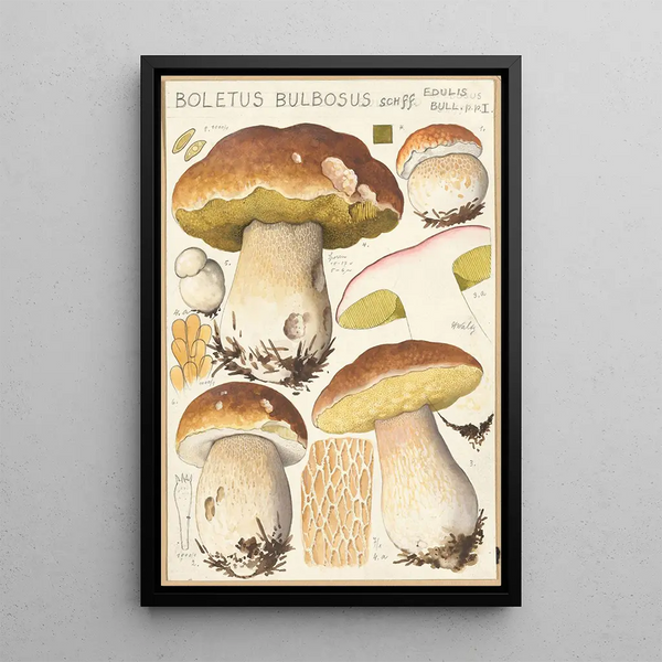 Boletus bulbosus Schff - Hans Baldung — kehystetty taideteos seinällä