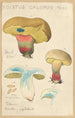 Boletus calopus - Hans Baldung — näkymä teoksesta