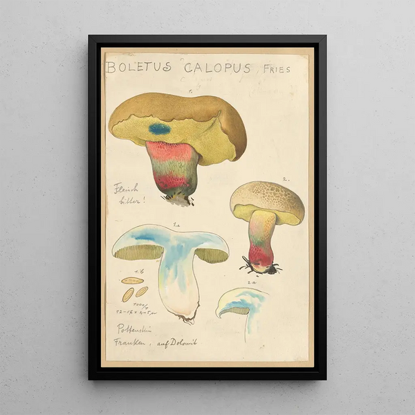 Boletus calopus - Hans Baldung — kehystetty taideteos seinällä