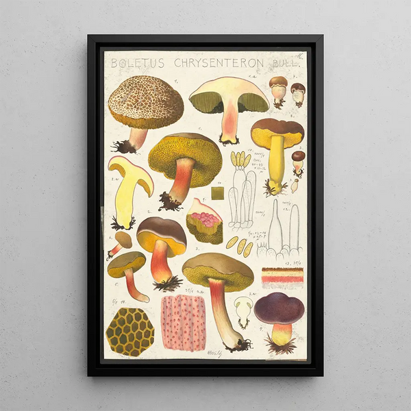 Boletus chrysenteron Bull - Hans Baldung — kehystetty taideteos seinällä