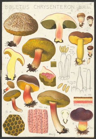 Hans Walty - Boletus chrysenteron Bull.webp