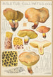 Boletus collinitus - Hans Baldung — näkymä teoksesta