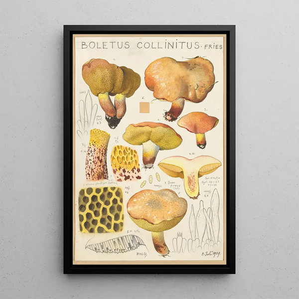 Boletus collinitus - Hans Baldung — kehystetty taideteos seinällä