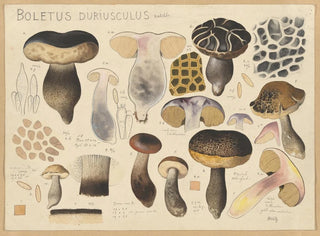 Bolet duriuscule - Hans Baldung — näkymä teoksesta
