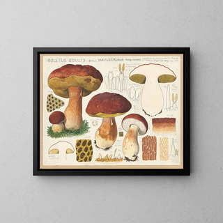 Hans Walty - Boletus edulis Bull var fuscoruber forquignon.webp