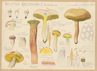 Boletus eriophorus - Hans Baldung — näkymä teoksesta