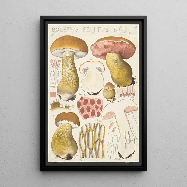 Boletus felleus Bull - Hans Baldung — kehystetty taideteos seinällä