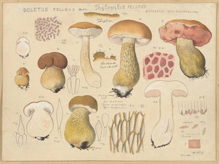 Hans Walty - Boletus felleus Bull Thylopilus felleus Fr.webp