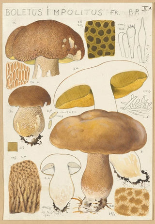 Hans Walty - Boletus impolitus.webp