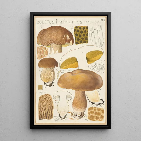 Boletus impolitus - Hans Baldung — kehystetty taideteos seinällä