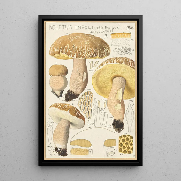 Boletus impolitus Fr reticulatus - Hans Baldung — kehystetty taideteos seinällä