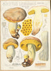 Boletus leoninus - Hans Baldung — näkymä teoksesta