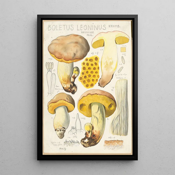 Boletus leoninus - Hans Baldung — kehystetty taideteos seinällä