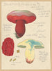 Boletus lupinus - Hans Baldung — näkymä teoksesta