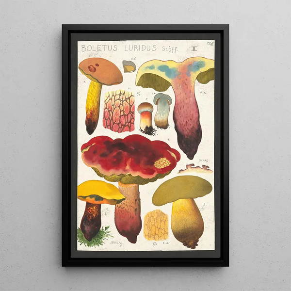 Boletus luridus Schaeffer - Hans Baldung — kehystetty taideteos seinällä