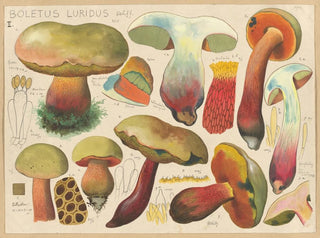 Boletus luridus - Hans Baldung — näkymä teoksesta