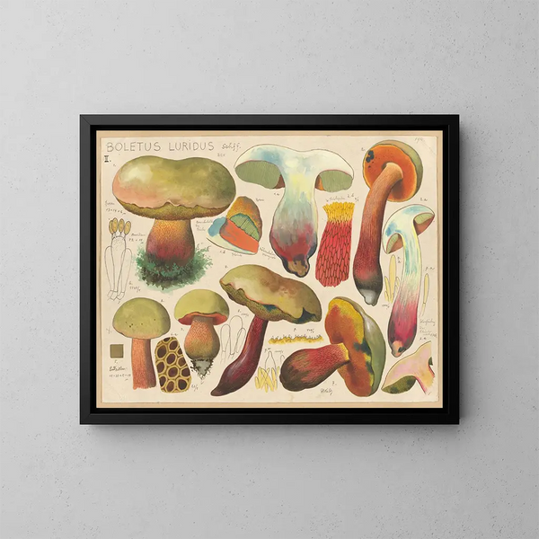 Boletus luridus - Hans Baldung — kehystetty taideteos seinällä