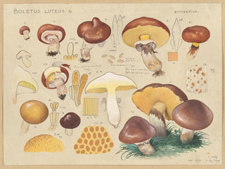 Boletus luteus - Hans Baldung — näkymä teoksesta