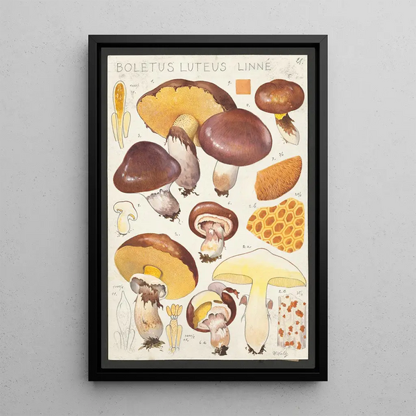 Boletus luteus Linn - Hans Baldung — kehystetty taideteos seinällä