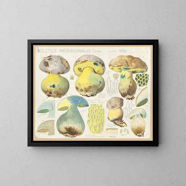 Boletus macrocephalus - Hans Baldung — kehystetty taideteos seinällä