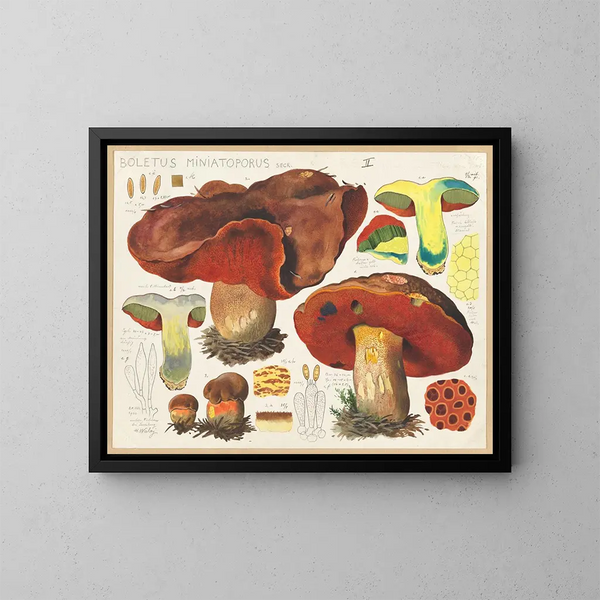 Boletus miniatoporus - Hans Baldung — kehystetty taideteos seinällä