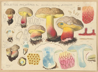 Boletus pachypus - Hans Baldung — näkymä teoksesta