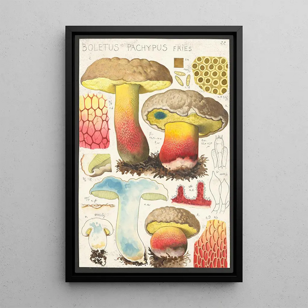 Boletus pachypus Fries - Hans Baldung — kehystetty taideteos seinällä