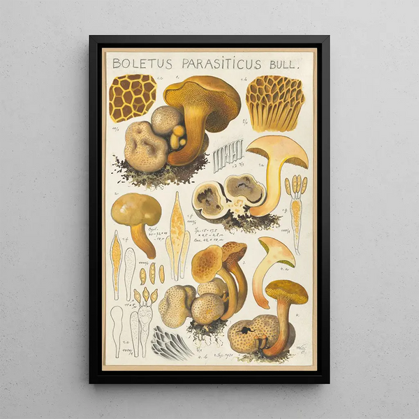 Boletus parasiticus - Hans Baldung — kehystetty taideteos seinällä