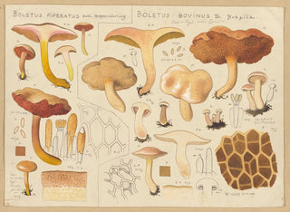 Bolet piperatus Bolet bovinus - Hans Baldung — näkymä teoksesta