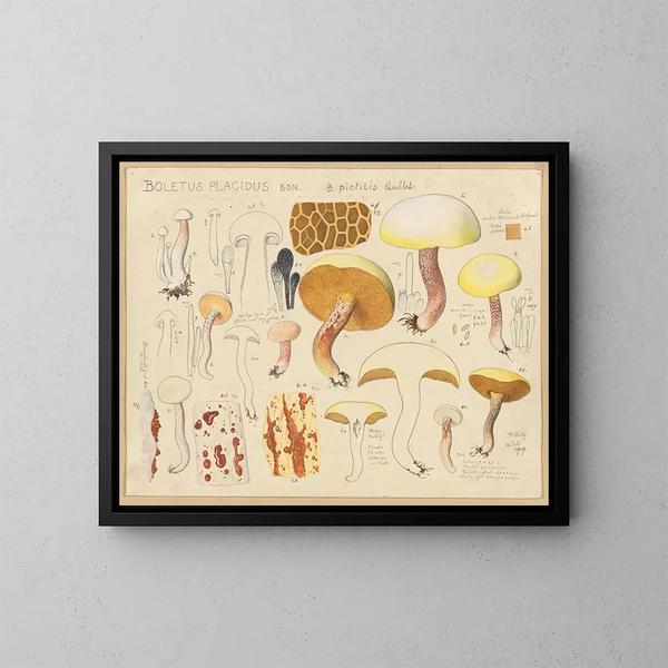Boletus placidus - Hans Baldung — kehystetty taideteos seinällä