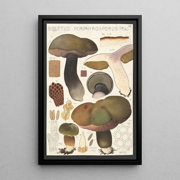 Boletus porphyrosporus Fr - Hans Baldung — kehystetty taideteos seinällä