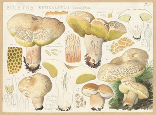 Boletus réticulé - Hans Baldung — näkymä teoksesta