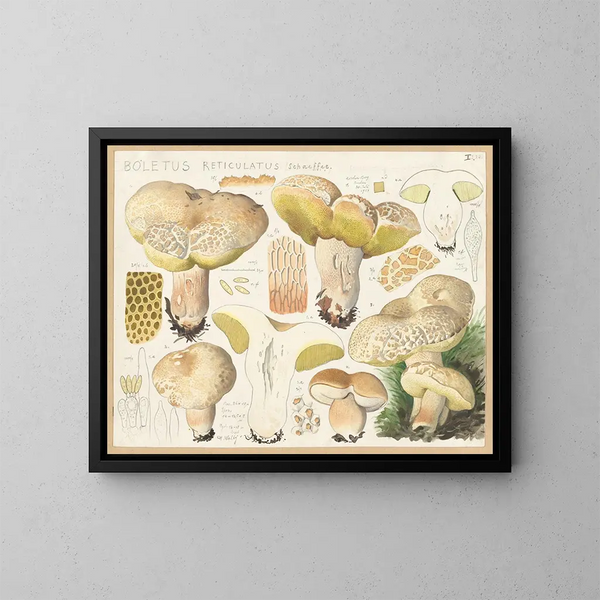 Boletus réticulé - Hans Baldung — kehystetty taideteos seinällä