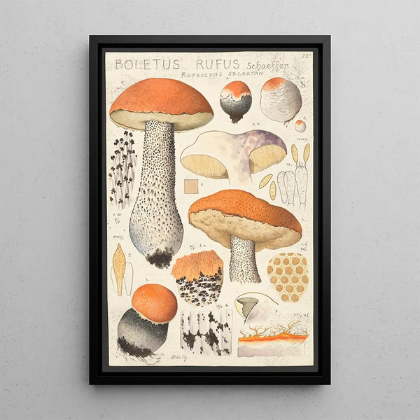 Boletus rufus Schaeffer rufescens secretan - Hans Baldung — kehystetty taideteos seinällä