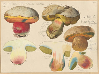 Boletus satanas - Hans Baldung — näkymä teoksesta