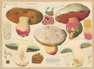 Boletus satanas - Hans Baldung — näkymä teoksesta