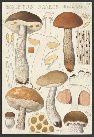 Hans Walty - Boletus scaber Bulliard.webp