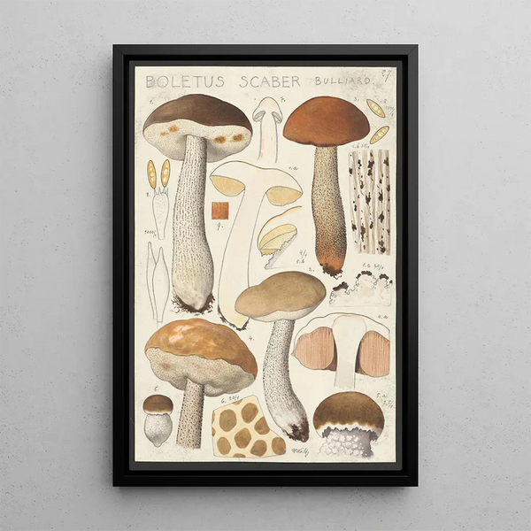 Boletus scaber Bulliard - Hans Baldung — kehystetty taideteos seinällä