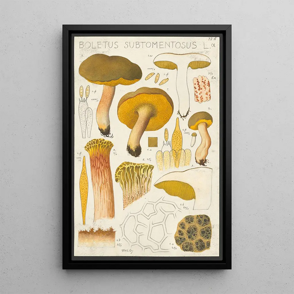 Boletus subtomentosus L - Hans Baldung — kehystetty taideteos seinällä