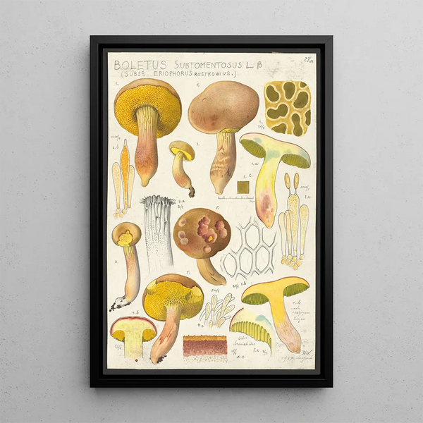 Boletus subtomentosus L Subsp eriophorus Rostkowius - Hans Baldung — kehystetty taideteos seinällä