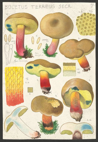 Hans Walty - Boletus terreus Secr.webp